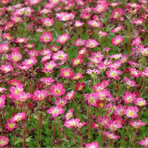 6 x Santoline petit cyprès - Santolina Chamaecyparissus - Godet 9x9 cm, Feuillage Aromatique, Idéal pour Bordures