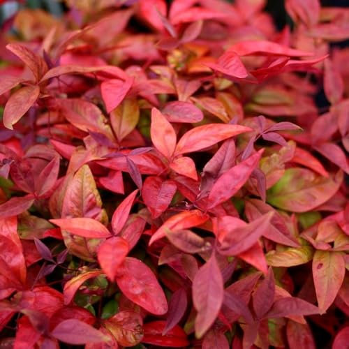 Plant Theory Blush Pink Heavenly Bamboo Nandina Domestica Shrub Plant 2L Pot