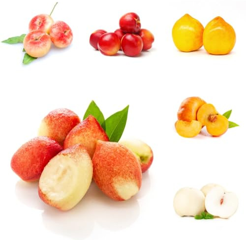 Nektarinenbaum - steingartenpflanzen obstbaum alte sorten obstgarten säulenobstbäume winterhart balkongewächshäuser exotische obstbäume 10Samen