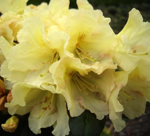 Rhododendron Hybride  Buffalo  Großblumige Alpenrose 50-60 cm hoch