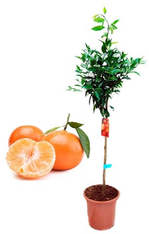 Pack Limonero - Naranjo - Pomelo - Mandarino Planta Natural - (Altura 110 Cm) Maceta 22 cm (Mandarino)