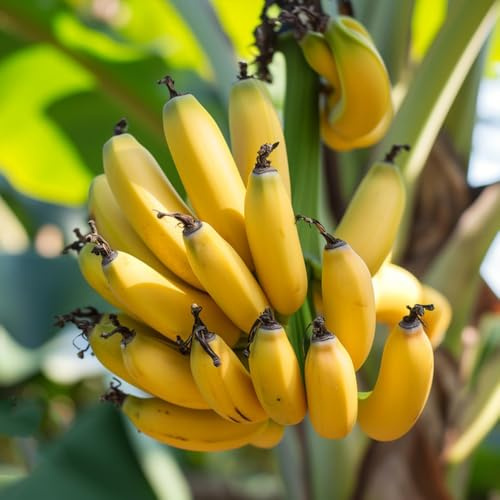 bananenbaum - winterharte stauden mehrjährig deko bio indoor garten dekoration wohnzimmer 90samen