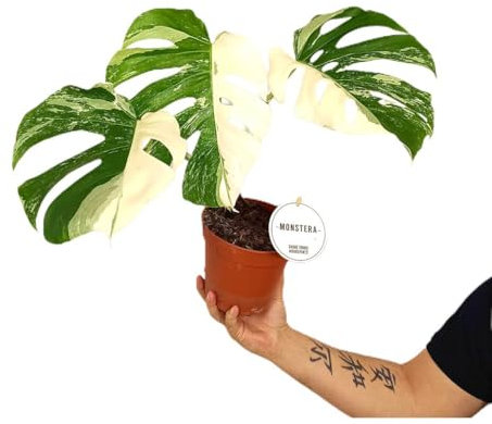 MONSTERA DELICIOSA VARIEGATA | M15 | Planta de Interior | Planta Verde | Hojas Verdes Y Amarillas | Exótica | Elegancia Tropical