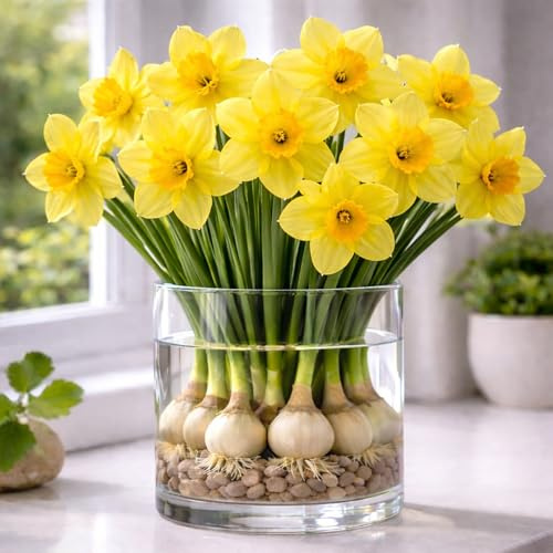 Indoor Pre-Chilled Carlton Daffodil Bulbs for Forcing Indoors - Grow in Water or Dirt Indoors - Prechilled Indoor Bulbs - Bright Blooms During Cold Winter (20 Bulbs)