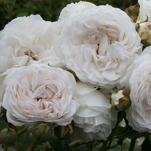Heirloom Roses Rose Plant - Long John Silver White Rose Bush, Climbing Roses Live Plant for Planting Outdoors