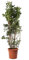 KENTIS - Pittosporum Tobira – Immergrüne Echte Heckenpflanze – Aussenpflanze - Hoch 125-150 cm Topf Ø 30 cm