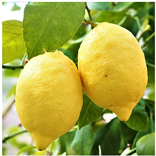 Citrus & Mediterranean Plant Potting Soil - Lemon, Orange, Palm, Olive Tree Fast Draining Compost - 1000ml - Hydrate at Home