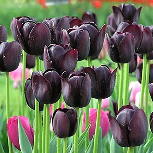 Haloppe 50 Stück Tulpenblumen Pflanzensamen für die Bepflanzung des Hausgartens, Tulpenzwiebeln, Blumensamen, Garten, Hof, DIY, Bonsai-Pflanzendekoration Dunkellila
