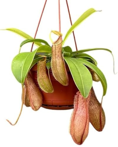 Nepenthes Grande con Colgador Planta Carnívora Muy Llamativa