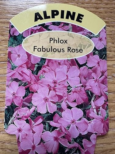 GARTHWAITE NURSERIES® : - Alpine Phlox Fabulous Rose, Pink Summer Flowering Plant, 10cm Potted