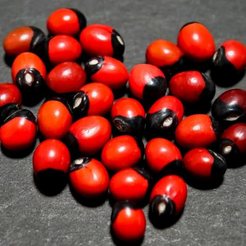 Semi di pisello Paternoster, giardino di al coperto Abrus precatorius, semi biologici resistenti 10pcs