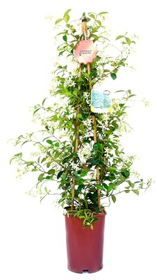 Vannucci Piante - Falso gelsomino, Trachelospermum jasminoides, Cono, Pianta sempreverde, Pianta da terrazzo, Pianta vera in vaso