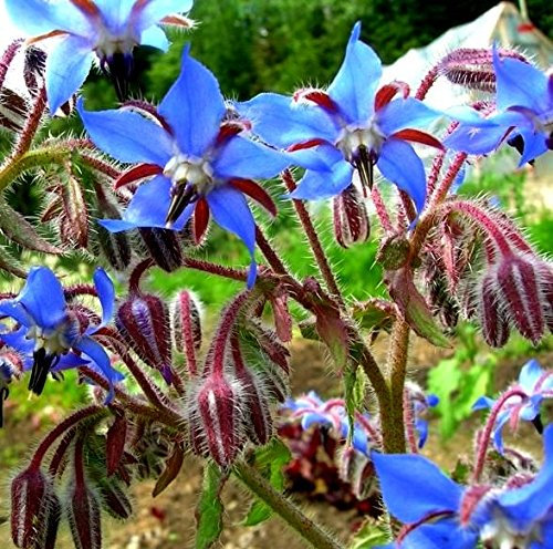 Graines de bourrache - Borago officinalis