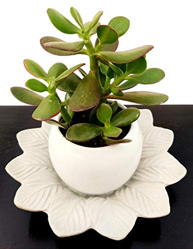 POWERS TO FLOWERS - CRASSULA OVATA, ALBERO DI GIADA, IN DOPPIO VASO CERAMICA, pianta vera