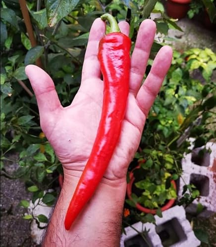 Semi Peperone Corno di Capra – 100 Semi Freschi ad Alta Germinazione, Sapore Dolce, Polpa Sottile, Ideali per Orto e Vaso