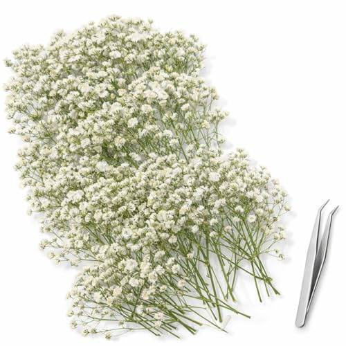 ACKKOR, 130 torkade och pressade brudslöja med pincett, äkta naturblommor för harts konst, DIY korttillverkning, bröllopstårtor dekoration (Vit)
