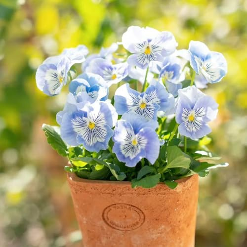 Pensamientos - jardín de jardín de balcón en el balcón Interior exóticas orgánicas Resistentes variedades 550Semillas