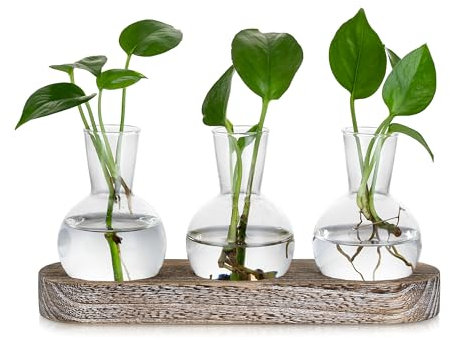 Glasseam Propagation Station Vase für Home: 3 Pflanzen Terrarium Glas mit Weiß Gewaschenem Holztablett für Wohnzimmer Garten Tischdekoration - Hydroponik Vasen Deko für Pflanzenliebhaber