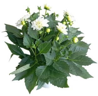 Planta de Dalia Natural con Flores Llamativas Ideal para la Terraza o el Balcón