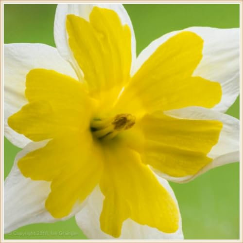 Narzissenzwiebel Winterhart MehrjäHrig Narzissenzwiebel Narzissen Knollen Narzissen Zwiebeln Winterhart,Schöner Staudengarten Zierpflanzen pflanzen-8zwiebeln-a