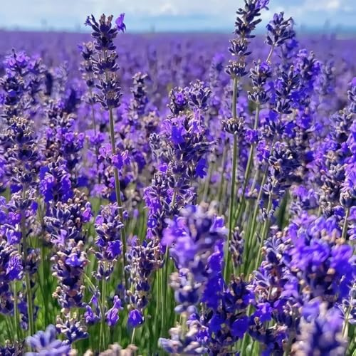 semillas de lavanda, organicas Lavándula angustifolia semillas de silvestres de jardín 50pcs