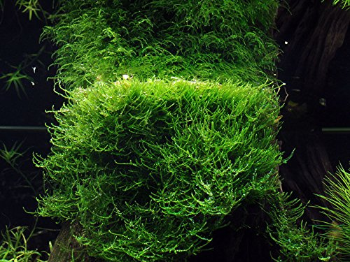 AquaOne Akvarium Växt i Vitro 2 stycken Mossa Taxiphyllum barbieri vattenväxt 1–2 odlade akvarieväxter set mossa mugg laboratorieväxter