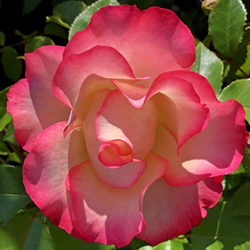 Birthday Girl 'Meilasso' | Floribunda Rose | 4L Potted Rose