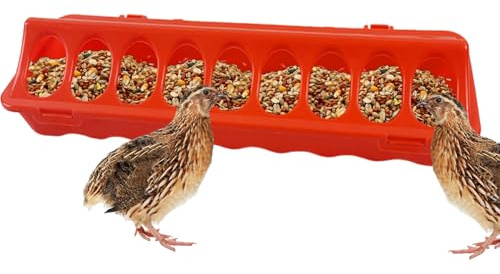 para Gallinas - Y Bebedero para Codornices Y Pollitos - Bandeja De Alimentación con Agujeros para Aves Patos Palomas Uso En Interiores Exteriores Granjas Y Hogar