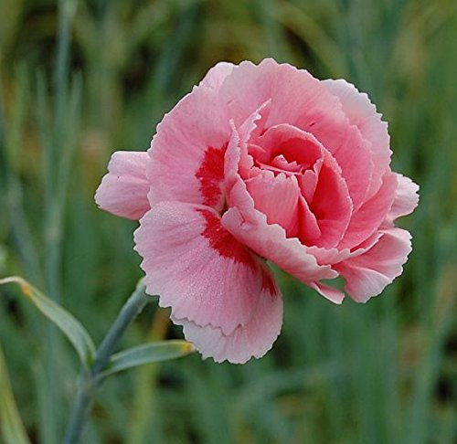 Federnelke Doris - Dianthus plumarius