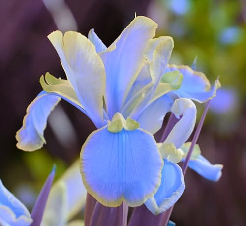 Iriszwiebeln, Eleganz,Gartenblumen, Winterhart, Blumenzwiebeln Garten, Stauden, Winterfeste Pflanzen Balkon Herbstpflanzen Winterhart-4zwiebeln-E