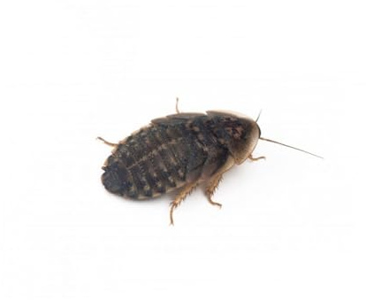 Anthouse - Blaptica Dubia Talla L (hasta 60 mm) – Alimento Vivo Nutritivo para Reptiles y Mamíferos Pequeños – Cucarachas vivas para Alimentar Animales de Terrario - 70% Proteína - 100-125 Unidades