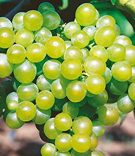 Weinrebe Bianca 80-100cm - Vitis