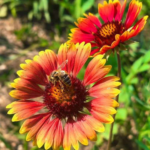 Semillas de Gaillardia pulchella, semillas de para invitados de manta perenne resistente silvestres 50pcs