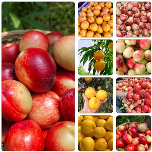 Nektarinenbaum pflanzendeko säulenobst hochbeet balkon dekopflanzen topfpflanzen winterharte stauden mehrjährig pflanzensamen zimmerpflanze obstbäume winterharte kübelpflanzen 15samen