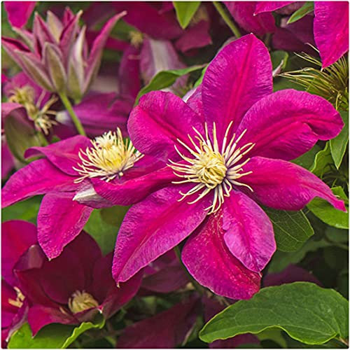 Clematis Hybrid 'Ernest Markham' X 3 Large Plug Plants for Potting on by Growtanical