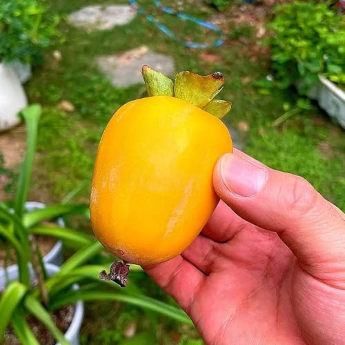 Semi di cachi - da frutto colonnari da frutto esotico per gli amanti del giardino serre balcone nani, resistenti comprare colonnare giardino roccioso 35pcs