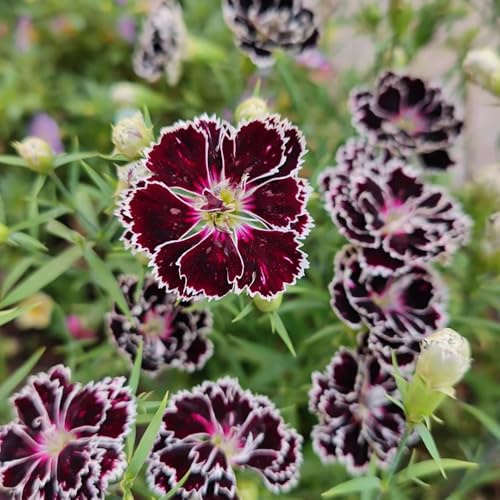 Semi di garofano dolce, recisi balcone Vecchie varietà 100pcs