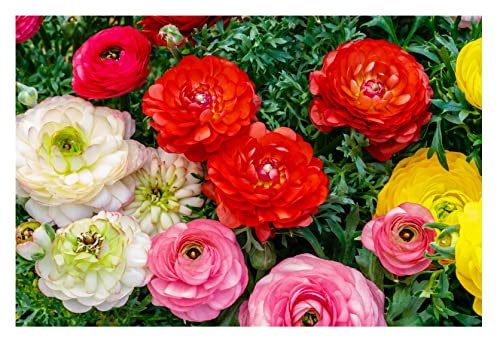 10 x Ranunculus Mix Summer Flowering Bulbs Persian Buttercup Aviv Colourful Peony Shaped Cut Flower Garden Perennial Corms to Plant Now Size 6/7
