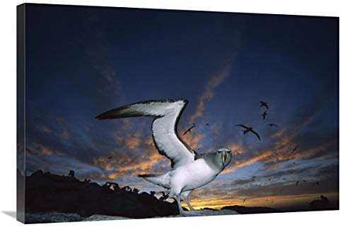 24 x 36 in. Salvins Albatrosses Returning to Colony at Sunset, Bounty Islands, New Zealand Art Print - Tui De Roy