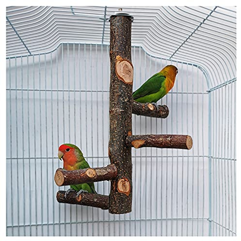 Perchoir pour Cage de Perroquet Jouets pour Perruche Perchoir en Bois Naturel pour 3 ou 4 Petits ou Moyens, Cacatoès, Conure, Perruche, Oiseau d'amour, Pinson