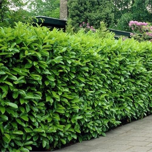 Live Plant - 10 Cherry Laurel Shrubs/Hedges/Trees - 6-12 Tall Live Plants - 2.5 Pots