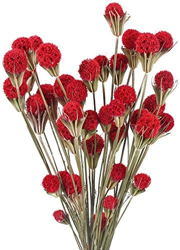 SLFYEE 36pcs Trockenblumen Craspedia Getrocknete Blumen Deko Blumenstrauss Natürliche Billy Button Bälle für Vase Tishchdeko Hochzeit Hause Party Fotografie Rot