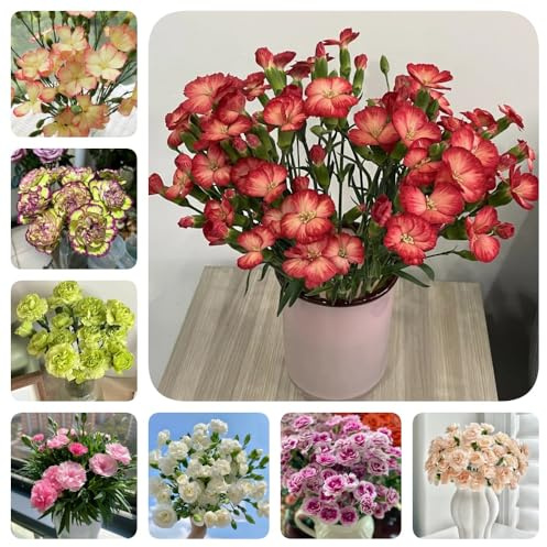 Semi di garofano, regali per gli amanti del giardino di garofano selvatico, decorazione soggiorno perenni regali sostenibili 500pcs