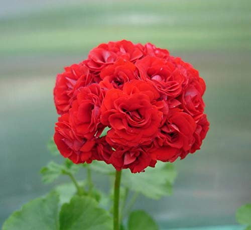 Kalash New 20 Pcs graines de fleurs Géranium Fleur de pommier pour jardinage rouge