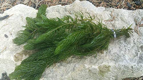 Lincolnshire Pond Plants Ltd Ceratophyllum (Hornwort) Oxygenating Pond Plant - Native Oxygenator (2 Bunch)