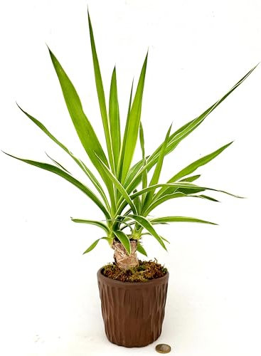 POWERS TO FLOWERS - YUCCA A FOGLIA VARIEGATA IN VASO CERAMICA MOKKA, ALTEZZA 35 CM, Tronchetto della felicità, pianta vera