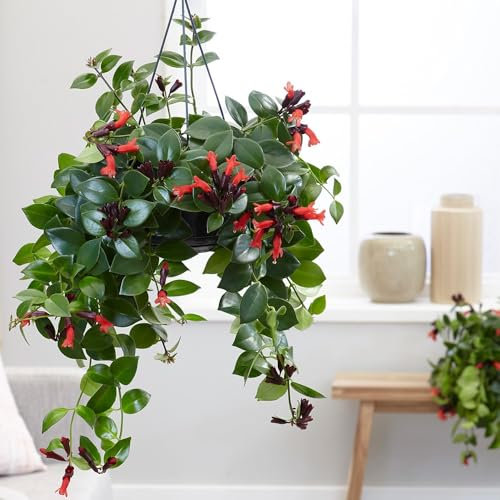 Aeschynanthus – Pianta del Rossetto in Vaso 15 cm – Escinanto Ricadente da Interno con Fiori Rossi – Pianta Tropicale da Appartamento Sospesa – FOTO REALI