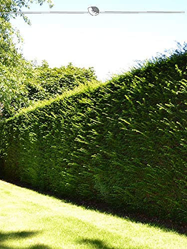 Gemeine Heimische Eibe Taxus baccata 30-40 cm IM TOPF. 100 Pflanzen - Immergrün