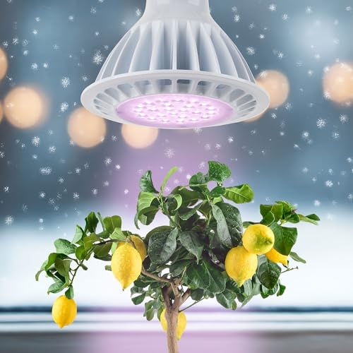Meine Orangerie - LED Pflanzenlampe SPOT - Speziallichtquelle zur Überwinterung von mediterranen Kübelpflanzen - E27 Fassung - speziell angepasstes Spektrum