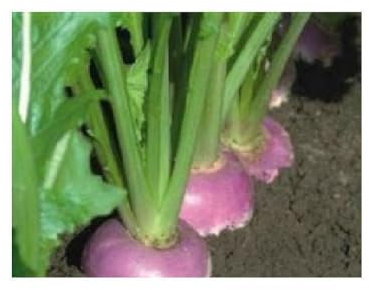 Viridis Hortus - Turnip F1 Falko - 60 (0.15g's) Vegetable Seeds - Matures: 55 Days